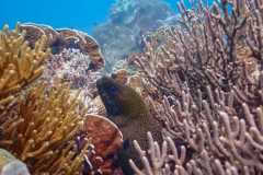 KKP serahkan bantuan dukung konservasi terumbu karang di Bali